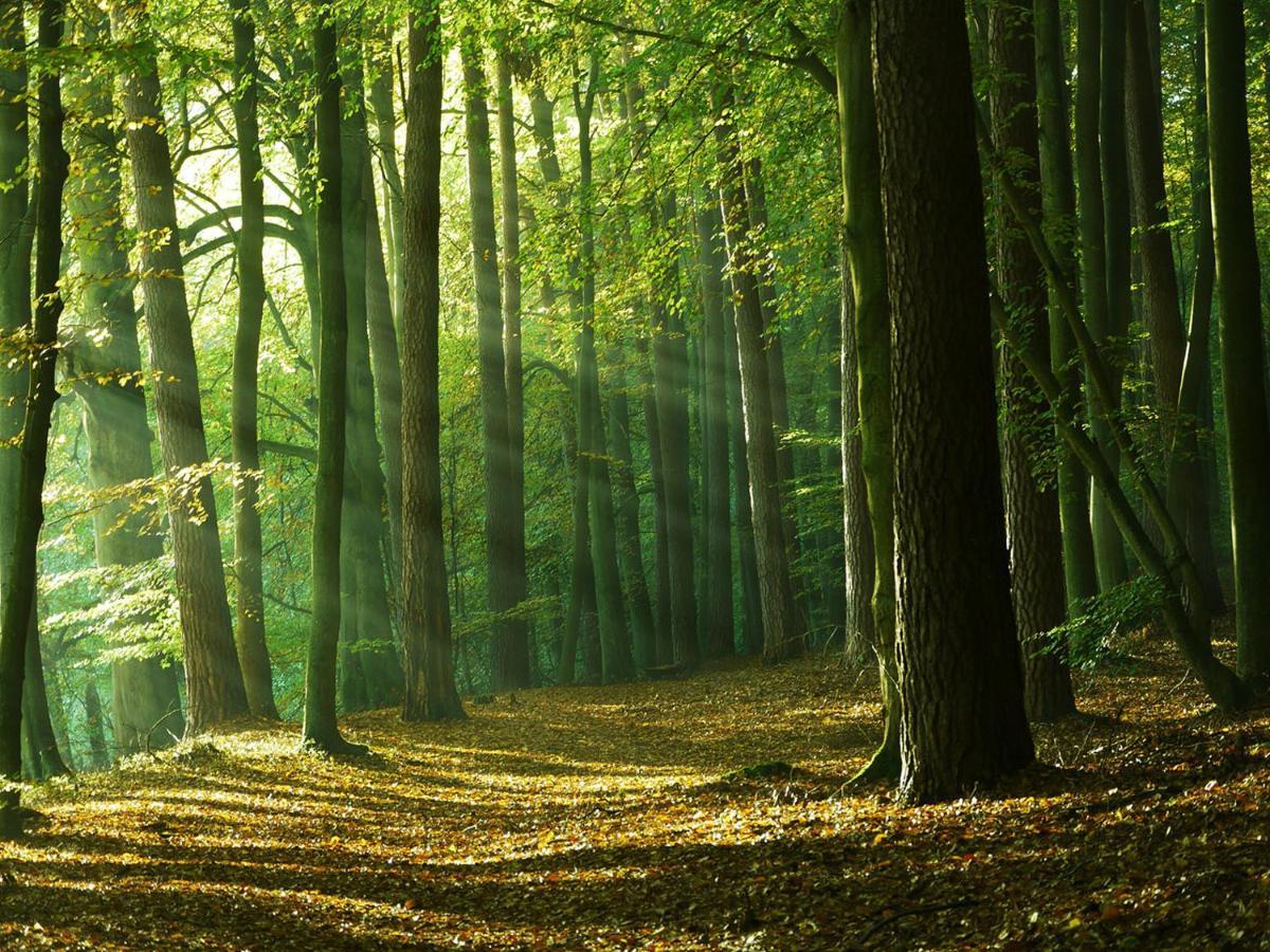 Waldschenke Stendenitz Uebernachten Im Wald Am See Neuruppin Buitenkant foto